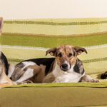 Renters Insurance Why Its a Must-Have for Tenants
